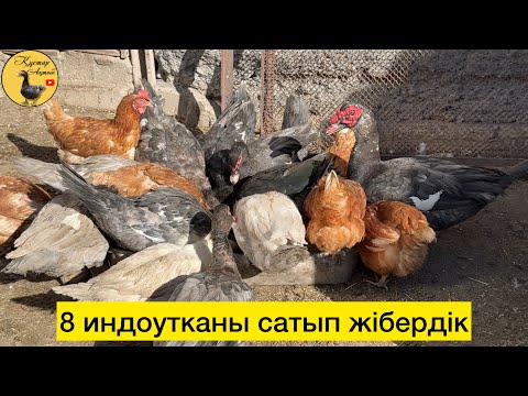 Видео: Индоуткаларды іріктеудеміз. 05.10.2025ж