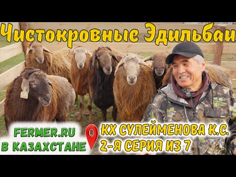 Видео: Вот это эдильбаи! Экстерьерные особенности баранов-производителей Эдильбаевской породы овец