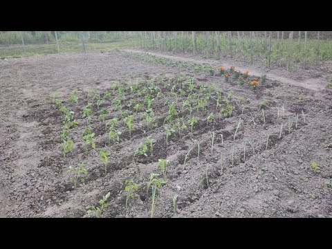 Видео: Фермерски пазар в Елена, засаждам пипер