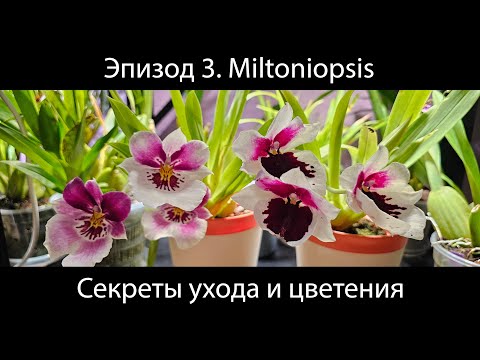Видео: Эпизод 3. Мильтониопсис в домашних условиях - секреты ухода и цветения 🌸