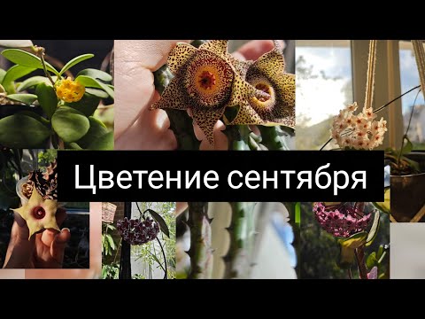 Видео: Цветение хой в сентябре 2025