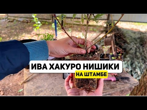 Видео: КАК СДЕЛАТЬ ШТАМБ?  ИВА ХАКУРО НИШИКИ/ ВПЕРВЫЕ ФОРМИРУЮ ШТАМБОВОЕ ДЕРЕВО