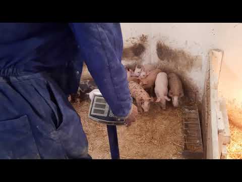 Видео: Взвешивание поросят// предстарт переходим на старт//президент в каждом//гранула или дробленка