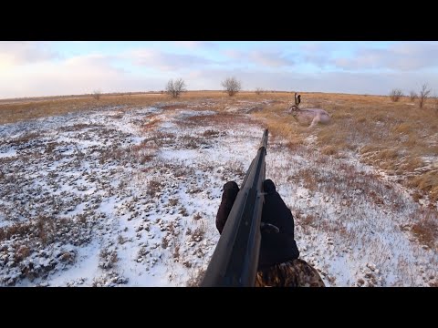 Видео: ОХОТА НА ЗАЙЦА! А ТРЕТИЙ ПОДПУСТИЛ..