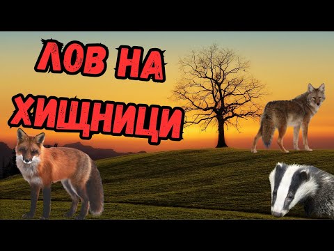 Видео: ЛОВ на ХИЩНИЦИ със СВИРКА и ТЕРМО ПРИЦЕЛ! ЧАКАЛИ, ЛИСИЦИ, ЯЗОВЦИ!