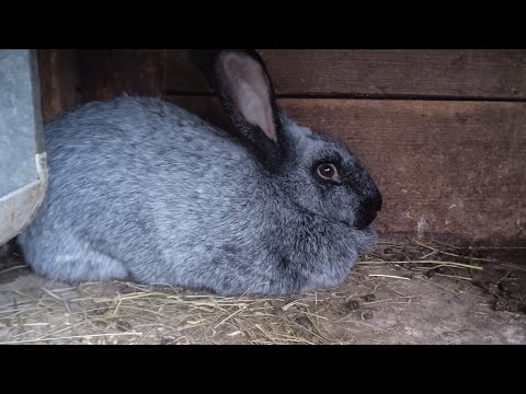 Видео: Кролики 🐇 Полтавское серебро