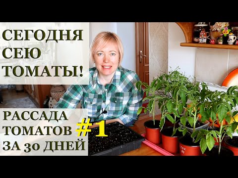 Видео: ПОСЕВ ТОМАТОВ на рассаду / Планы на будущее