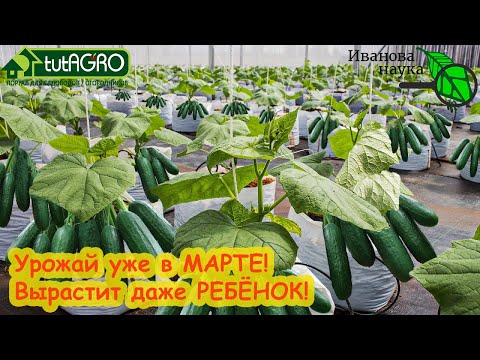 Видео: УРОЖАЙ ОГУРЦОВ УЖЕ В МАРТЕ! Без огорода и теплицы - под 30 кг огурцов с нескольких растений.