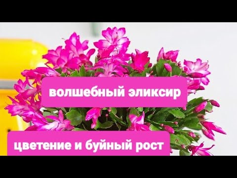 Видео: Сделай ЭТО Летом с Декабристом, чтобы Куст рос Пышным и буйно Цвел всю Зиму!