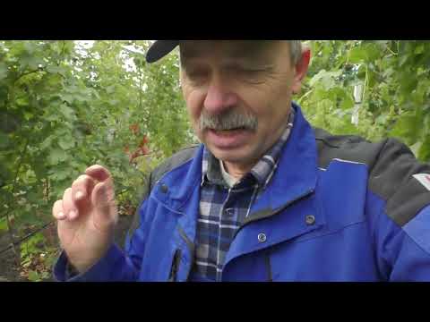 Видео: Як захистити виноградник від заморозків 7 прикладів.