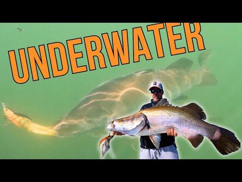 Видео: Ловля баррамунди. Потрясающие подводные кадры с баррамунди прямо с лодки!