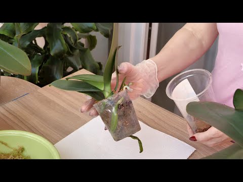 Видео: ОТЛИЧНЫЙ СТАРТ РОСТА орхидеи после ТАКОЙ пересадки. / Кора ЖЕСТЬ.