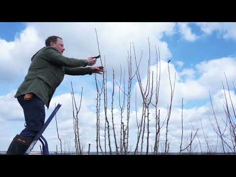 Видео: "Обрезка плодовых деревьев. Груша десятилетка  Кафедральная", Стронгин Семён