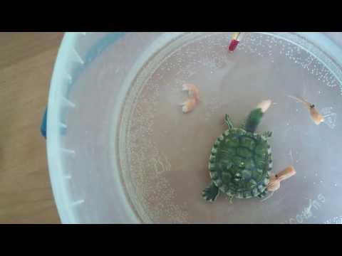 Видео: Чем кормить черепаху