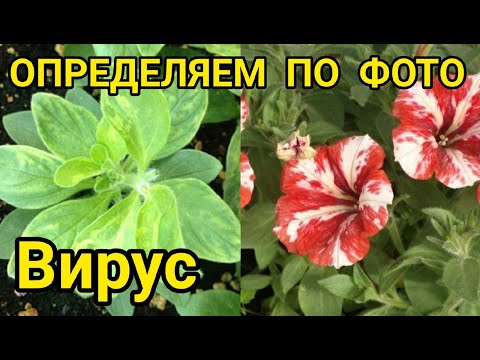 Видео: ТАКИЕ ПЕТУНИИ ЛУЧШЕ СЖЕЧЬ! ВИРУС НА ПЕТУНИИ