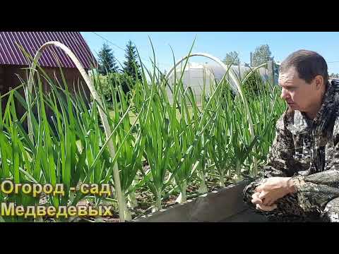 Видео: Как получить крупный лук
