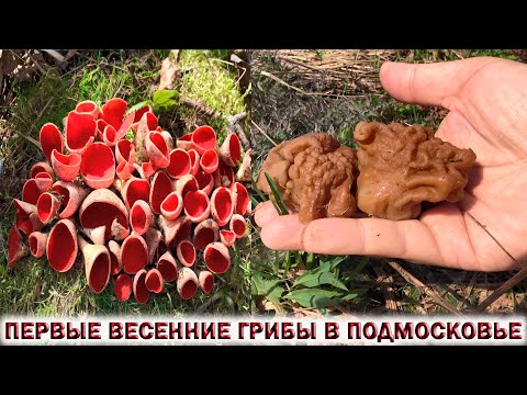 Видео: ❗ВЕСЕННИЕ ГРИБЫ РАДУЮТ В ПОДМОСКОВЬЕ.🍄СТРОЧОК ГИГАНТСКИЙ.🍄САРКОСЦИФА.👉ГРИБЫ РАСТУЩИЕ НА ШИШКЕ.