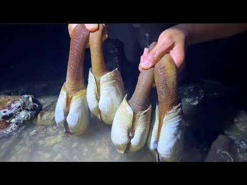 Видео: Раковины из хобота слона встречаются в большом количестве. В их животах много жемчуга.