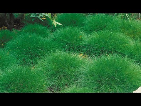 Видео: Фестука овсяница размножение 