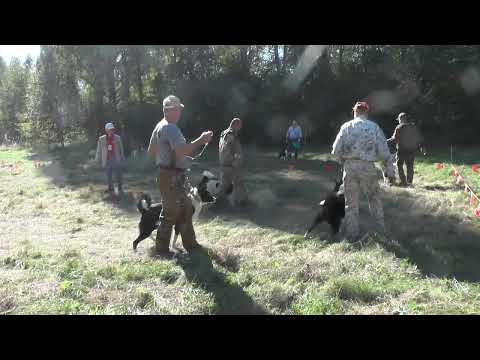 Видео: Пуховичская межрайонная выставка собак охотничьих пород