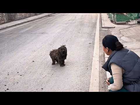 Видео: Пугливая бездомная собака больше не верила людям, но этот нежный зов вернул ей доверие.