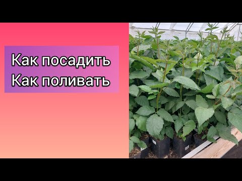 Видео: Как посадить вегетирующие саженцы ежевики