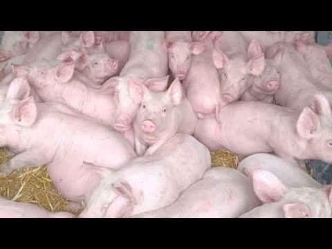 Видео: ШАЛЕНІ ЦІНИ на МАЛИХ ПОРОСЯТ, Попит, Базари✅ ПігБіотик, Навіщо❓