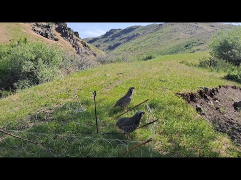 Видео: шикори туман