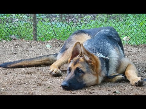 Видео: ДТ-155.  Немецкая овчарка - атаки на собак, кусания хозяев