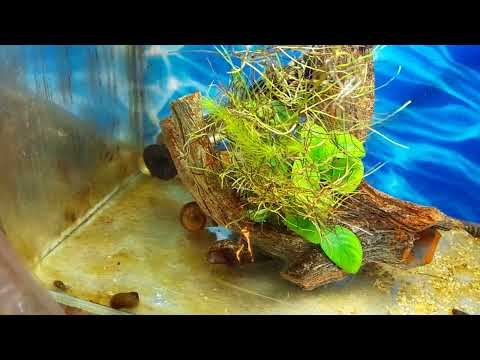 Видео: Завоз рыбок и растений! Что есть по наличию.  Для клиентов и не только!