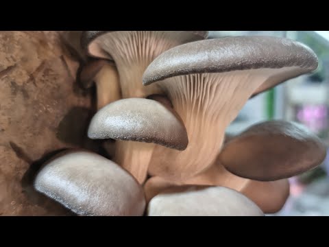 Видео: Вешенки и эринги, мой эксперимент🍄🍄🍄