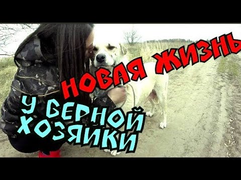 Видео: Жизнь бездомной собаки у новой хозяйки.Бездомный пёс.