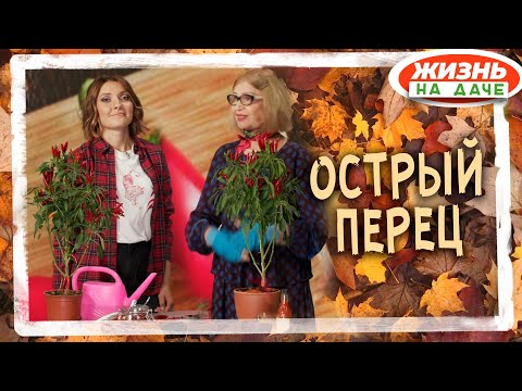 Видео: Как вырастить острый перец осенью и зимой у себя дома!