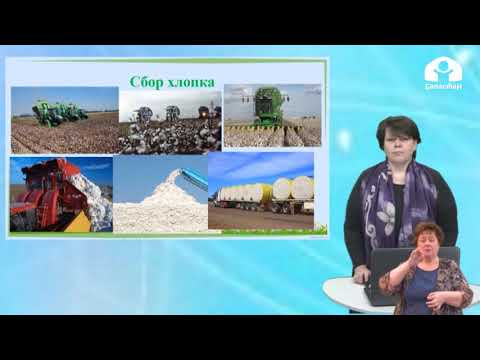 Видео: 2 класс/ Родиноведение / Хлопчатник / 18.05.2020
