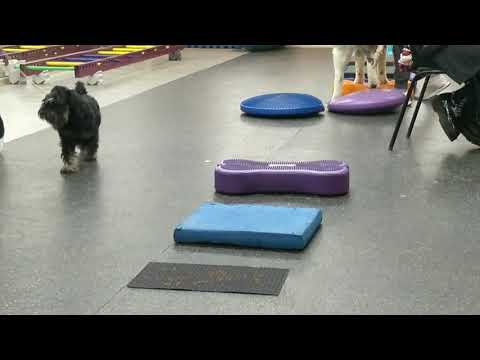 Видео: Цвергшнауцер.Первые занятия.Готовимся к выставке!