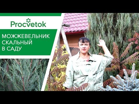 Видео: Можжевельник скальный - растет там, где ничего не растет!