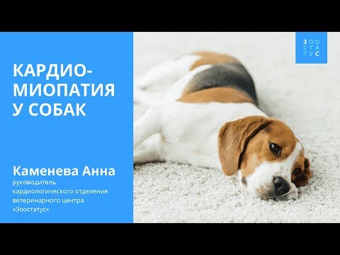 Видео: Кардиомиопатия у собак (болезни сердца у собак)