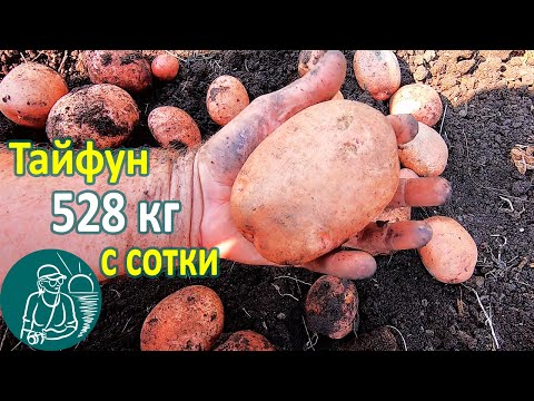 Видео: Тайфун в жарком климате от посадки до урожая 🥔 Выращивание картофеля 🌿 Опыт Гордеевых