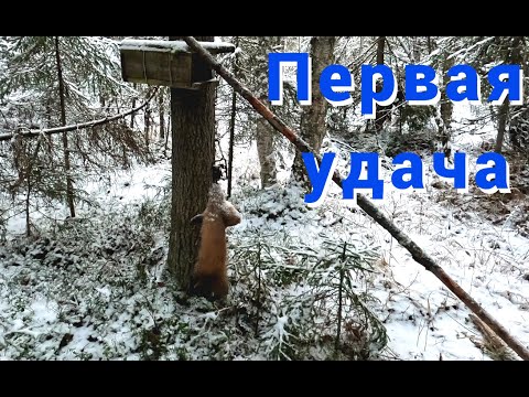 Видео: Охота на куницу капканами. Первая удача на путике. Классная подлёдная рыбалка.