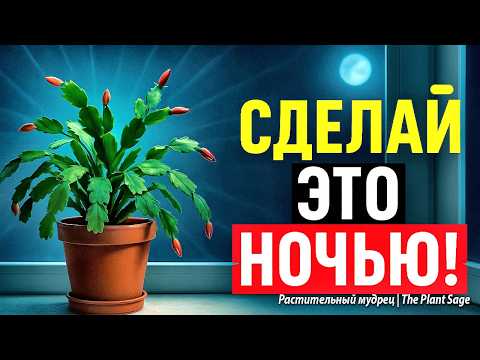 Видео: ДЕКАБРИСТ НЕ ЦВЕТЁТ? СДЕЛАЙ ЭТИ 7 ДЕЙСТВИЙ ДО КОНЦА НОЯБРЯ 🌿 КАК ЗАСТАВИТЬ ДЕКАБРИСТ ЦВЕСТИ