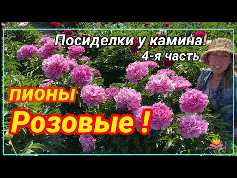 Видео: Посиделки у камина. Часть 4. Розовые пионы / Сад Ворошиловой