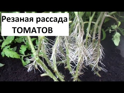 Видео: Резаная рассада томатов.