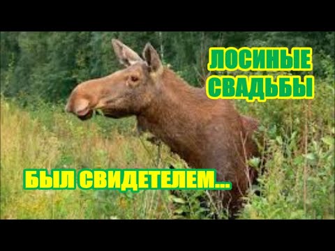 Видео: ЛОСЬ НА ГОНУ. ТОНКОСТИ РЕМЕСЛА