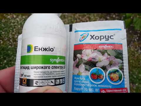 Видео: @ Слива : обробіть вчасно після цвітіння