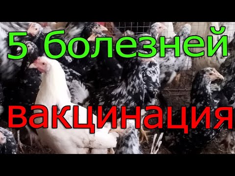 Видео: Вакцинация птицы пятивалентной вакциной