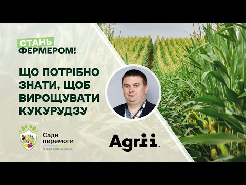 Видео: Що потрібно знати, щоб вирощувати кукурудзу | Стань фермером