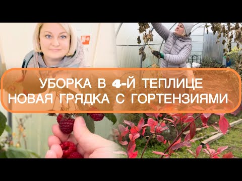 Видео: 🟣УБОРКА В 4-ОЙ ТЕПЛИЦЕ 🏘️ГРЯДКА ГОРТЕНЗИИ 🪻🌹🪻КАК ДЕЛАЮ БИОГУМУС 🍁🍂