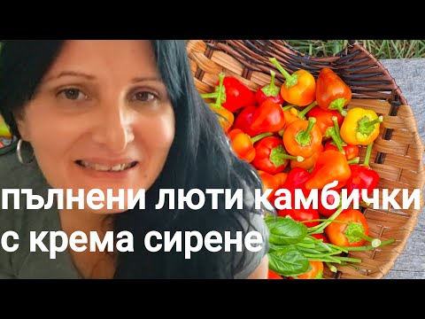 Видео: Хайде да сготвим! Пълнени люти чушлета със сирене. Няма такава вкусотия!