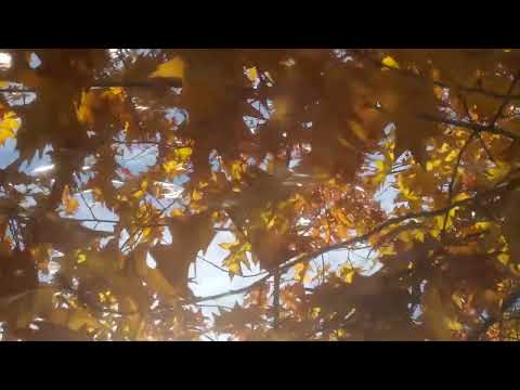 Видео: Здесь и сейчас - Роберт Адамс