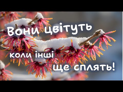 Видео: 10 рослин що цвітуть раніше за всіх.